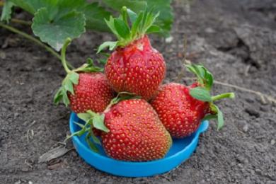 Клубника Царица ЗКС