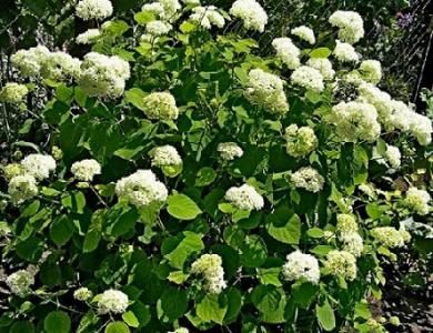 Гортензия пепельная (серая)