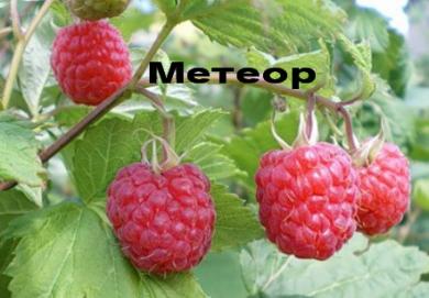 Малина Метеор ЗКС