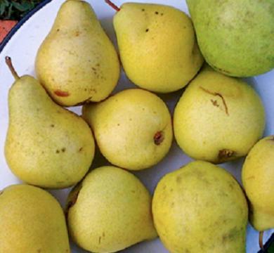 Груша Чижовская