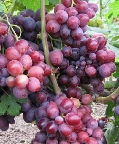 Виноград Слобожанский