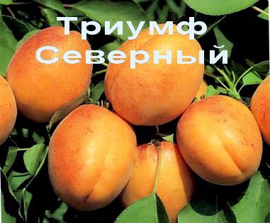 Абрикос Триумф Северный ЗКС