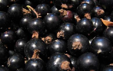 Смородина Очарование ЗКС