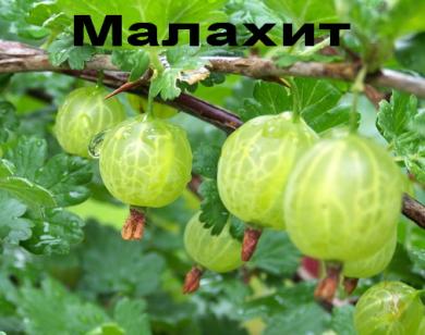Крыжовник Малахит ЗКС