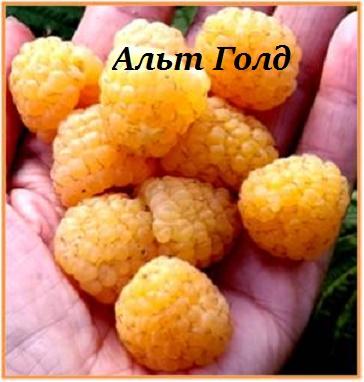 Малина Альт Голд ЗКС