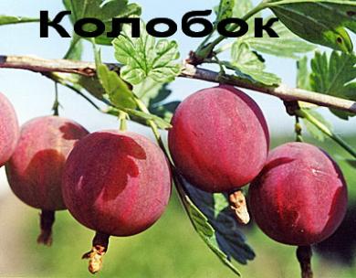 Крыжовник Колобок ЗКС