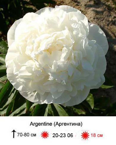 Пион Аргентина