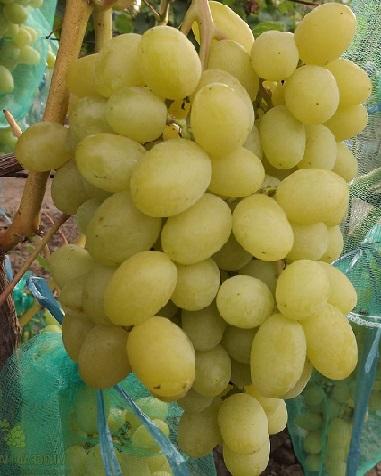 Виноград Ландыш