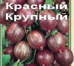 Крыжовник Красный крупный ЗКС